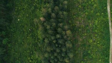 Havadan çekilen görüntüler. Kısmen testere ahşap üst görünümü üzerinde fly