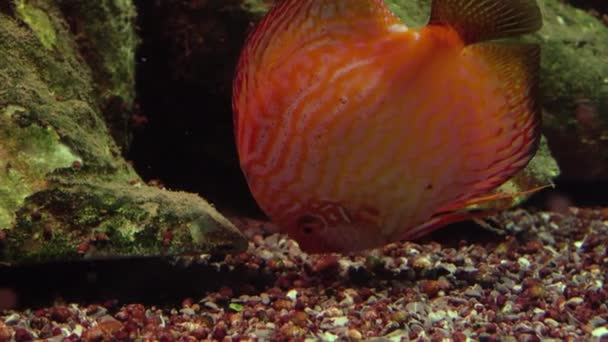Heldere rode discus ook bekend als Symphysodon. Exotische tropische vissen. Close-up — Stockvideo