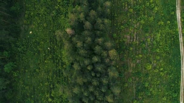 Повітряні кадри. Літати над частково розпиляним видом зверху деревини — стокове відео