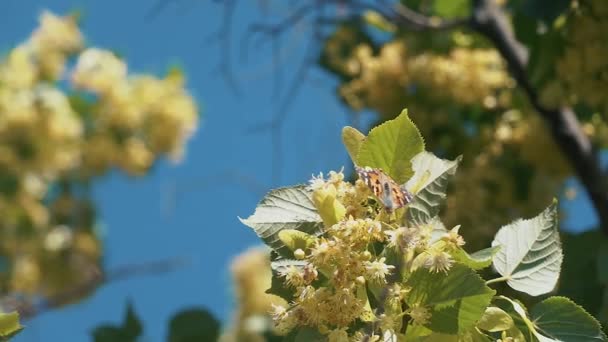 Farfalla che vola al rallentatore sulla luce solare sull'albero — Video Stock