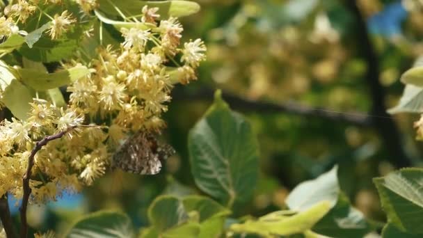 Farfalla che vola al rallentatore sulla luce solare sull'albero — Video Stock