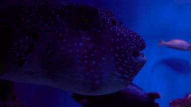 Takifugu bir fugu cindir. Kiev'de oceanarium'da