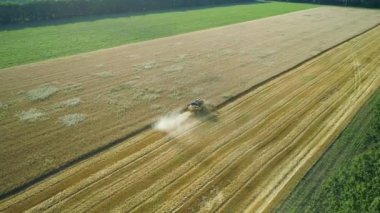 Havadan insansız hava aracı görüntüleri. Fly etrafında Birleştirmek Harvester buğday toplar. Hasat tahıl tarlası. Güzel doğal hava manzara. Gıda endüstrisi konsepti.