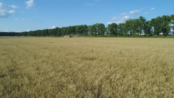 Vzdušné záběry. Při nízkém letu do kombinující se pšenice shromáždí. Sklizeň obilného pole. Nádherná přírodní vzdušná krajina. Koncepce potravinářského průmyslu. — Stock video