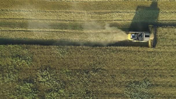 Imágenes aéreas de aviones no tripulados. Vista superior todavía tiro de Combine Harvester recoge el trigo. Cosechando el campo de grano. Hermoso paisaje aéreo natural. Concepto de industria alimentaria . — Vídeo de stock