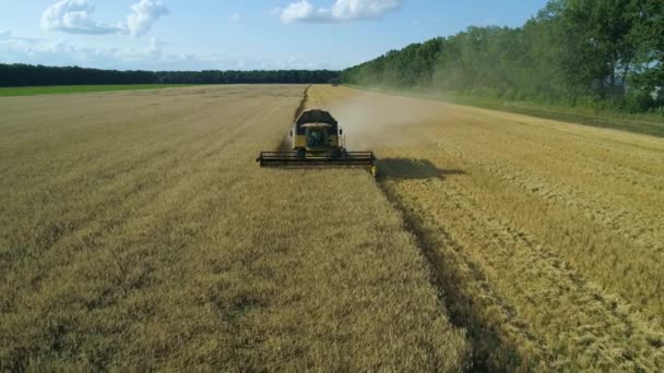 Imágenes aéreas de aviones no tripulados. Vista frontal Combine Harvester recoge el trigo. Cosechando el campo de grano. Hermoso paisaje aéreo natural. Concepto de industria alimentaria . — Vídeo de stock