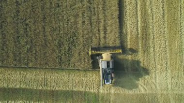 Havadan insansız hava aracı görüntüleri. Üst görünüm Birleştirmek Harvester buğday toplar. Hasat tahıl tarlası. Güzel doğal hava manzara. Gıda endüstrisi konsepti.