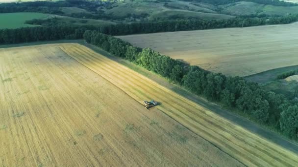 Запись с беспилотника. Комбинат собирает пшеницу. Сбор зерна. Природный воздушный ландшафт. Концепция пищевой промышленности . — стоковое видео