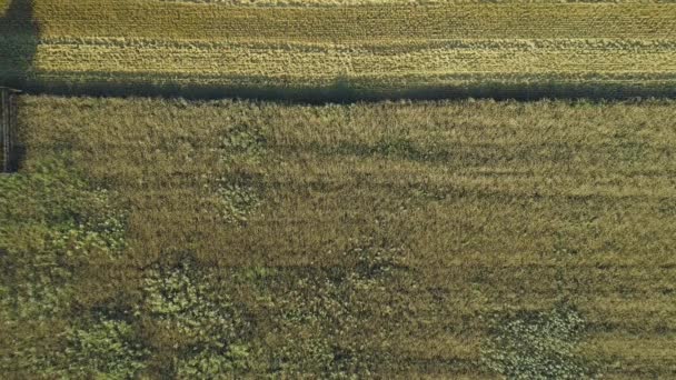 Rekaman drone udara. Top tampilan masih ditembak dari Harvester Gabungan mengumpulkan gandum. Memanen ladang gandum. Indah lanskap udara alami. Konsep industri makanan . — Stok Video