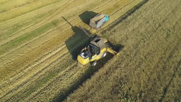 Imagens de drones aéreos. Combine Harvester faixa de carregamento no campo . — Vídeo de Stock