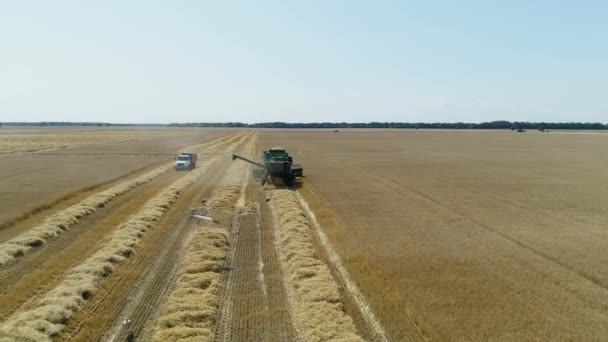 Aerial drone footage. Truck approaches a combine harvestaer for loading — Stock Video