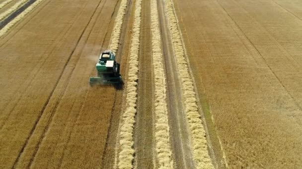 Кадри з повітряних безпілотника. Передній вигляд Зернозбиральний комбайн збирає пшеницю. Збирання зернової галузі. — стокове відео