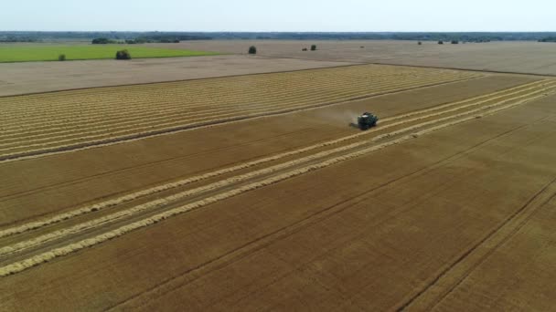 Luchtfoto drone beelden. Combineren Harvester verzamelt de tarwe. Oogst graanveld. — Stockvideo