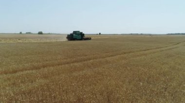 Havadan insansız hava aracı görüntüleri. Birleştirme Hasat Makinesi'ni takip ederek buğdayı toplar. Hasat tahıl alanı.