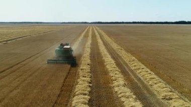 Havadan insansız hava aracı görüntüleri. Ön görünüm Birleştirmek Harvester buğday toplar. Hasat tahıl alanı.