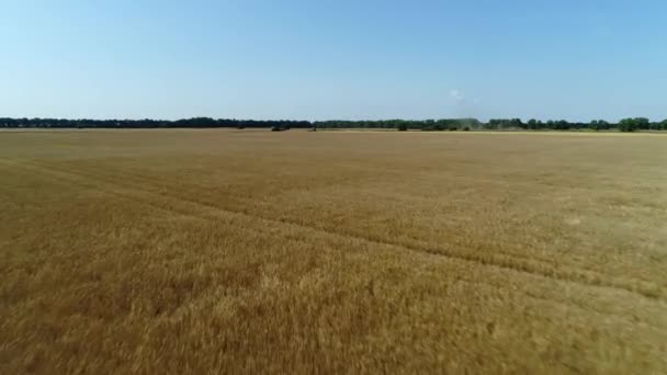 Imagens de drones aéreos. Vôo baixo sobre campo de trigo — Vídeo de Stock