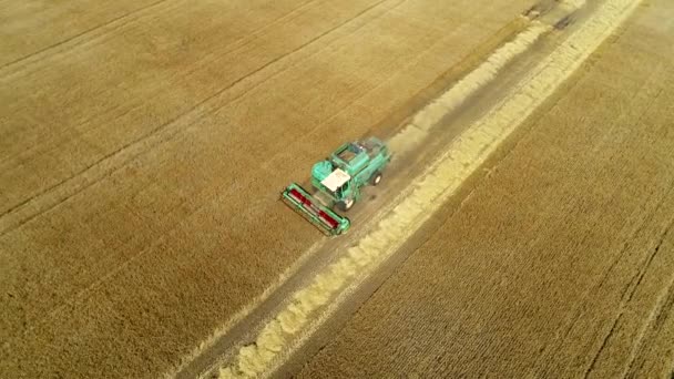 Zdjęcia z dronów lotniczych. Kombajn zbożowy zbiera pszenicę. Żniwa ziarna pole. — Wideo stockowe