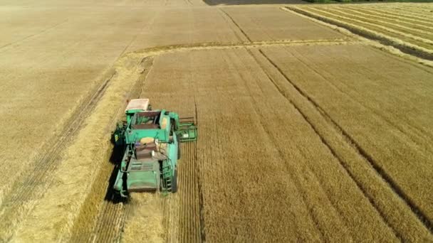 Imágenes aéreas de aviones no tripulados. Siguiendo Combine Harvester recoge el trigo. Cosechando campo de grano . — Vídeos de Stock