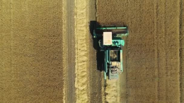 Des images aériennes de drones. Vue de dessus Combine Harvester rassemble le blé. Récolte des champs de céréales. Beau paysage aérien naturel . — Video