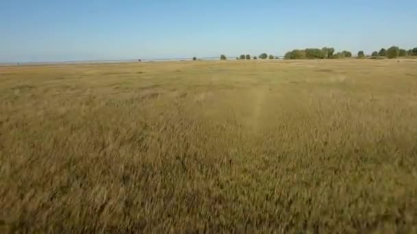 FPV Drone vista de corrida. Voar sobre o campo — Vídeo de Stock