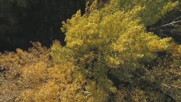 Запись с беспилотника. Сверху вниз вращать вид осенних деревьев леса — стоковое видео