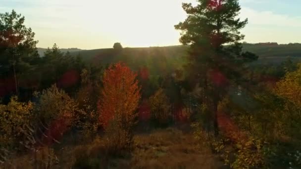 Запись с беспилотника. Полет через лес на ферму солнечных станций осенью — стоковое видео