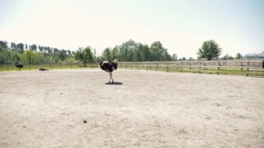 Devekuşu sürüsü tarlada. Devekuşu sürüsü. Yavaş çekim.