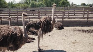 Devekuşu sürüsü tarlada. Devekuşu sürüsü. Yavaş çekim.