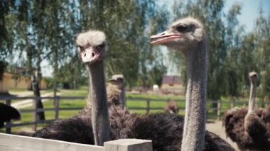 Devekuşu sürüsü tarlada. Devekuşu sürüsü. Yavaş çekim.