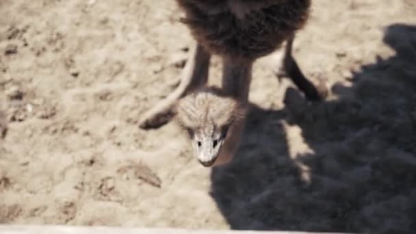 Aves de avestruz acuden al campo. Grupo de grandes avestruces. Disparo en cámara lenta — Vídeos de Stock