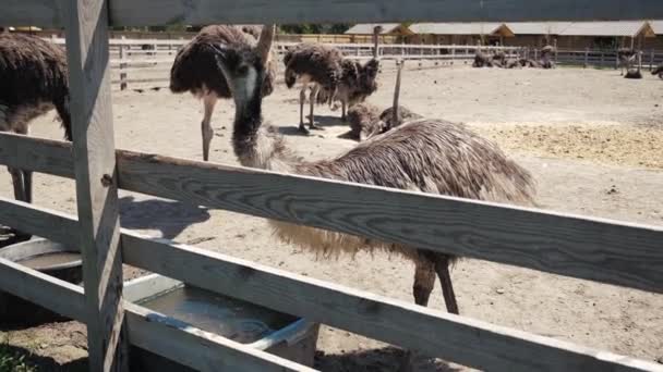 Aves de avestruz acuden cerca del comedero en el campo. Grupo de grandes avestruces. Disparo en cámara lenta — Vídeos de Stock