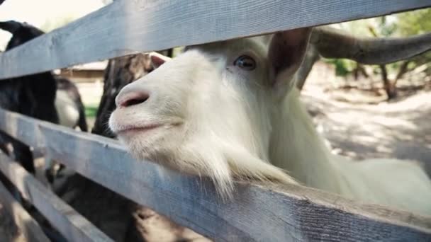 La cabra mira por encima de la cerca de la granja, las cabras en la granja. Disparo de morión lento — Vídeos de Stock