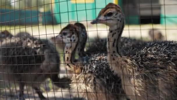 Polluelos avestruz aves acuden en el campo de la granja. Grupo de pollitos avestruces. Disparo en cámara lenta — Vídeos de Stock