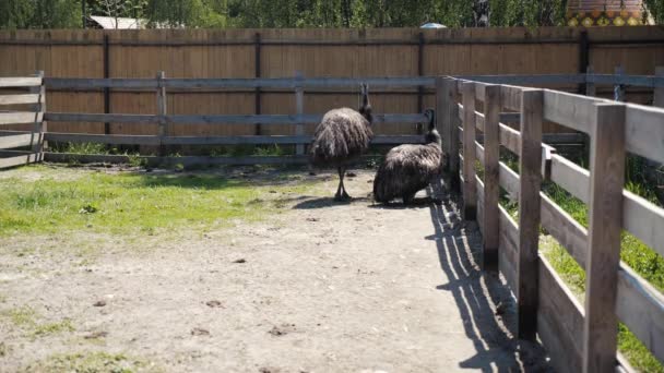 Uccello struzzo gregge sul campo della fattoria. Gruppo di struzzi grandi. Colpo al rallentatore — Video Stock