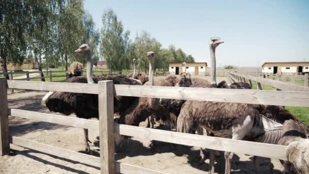 Aves de avestruz acuden al campo. Grupo de grandes avestruces. Disparo en cámara lenta — Vídeos de Stock