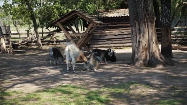 Las cabras acuden a la granja. Disparo de morión lento — Vídeos de Stock