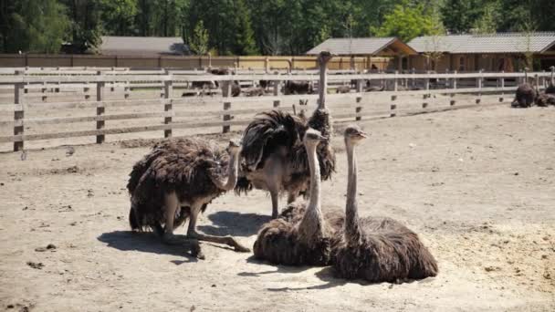 Aves de avestruz acuden al campo. Grupo de grandes avestruces. Disparo en cámara lenta — Vídeos de Stock