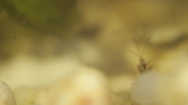 Nedir larva bir su birikintisi alt