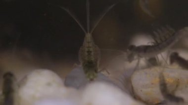 Nedir larva bir su birikintisi alt