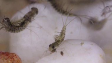 Nedir larva bir su birikintisi alt