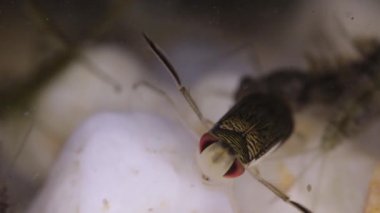 Notonecta ve nedir larva bir su birikintisi alt