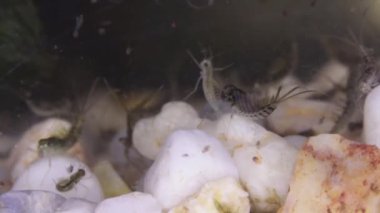 Nedir larva bir su birikintisi alt