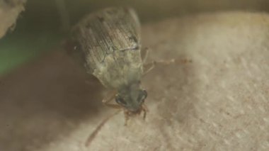 Fasulye bruchid böcekleri ve parasitoid arı topluluğu