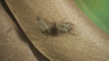 Fasulye bruchid böcekleri ve parasitoid arı topluluğu