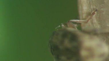 Bruchid böceği Lima fasulyesi bakla keşfetme