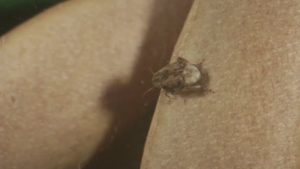 Communauté de scolytes des haricots et de guêpes parasitoïdes 