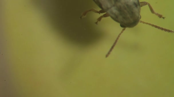Bruchid scarabée explorer. détail des mouvements des antennes 