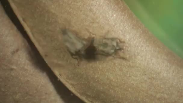 Communauté de scolytes des haricots et de guêpes parasitoïdes 