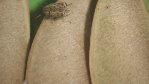 Communauté de scolytes des haricots et de guêpes parasitoïdes 