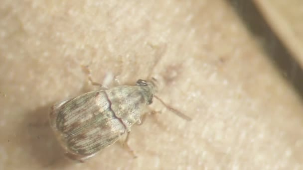 Coléoptère bruchide explorant les gousses de haricot de Lima 